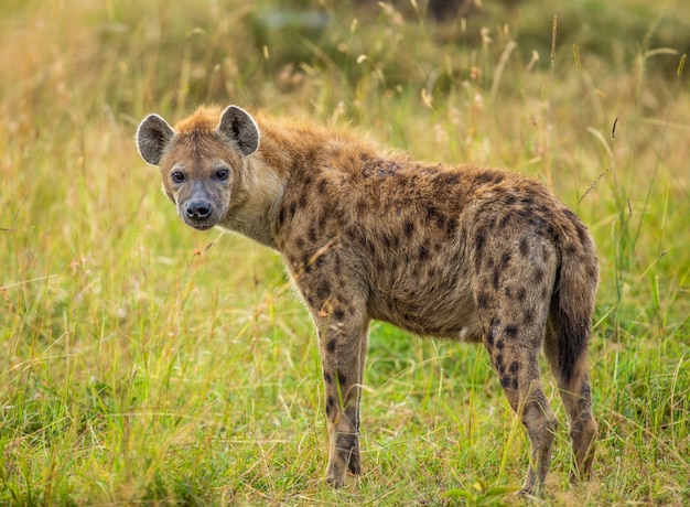 Premium Photo | Hyena in the savannah