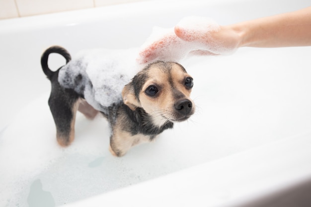 Dog Female Hand Bathes A Puppy Pet, Puppy In Bathtub