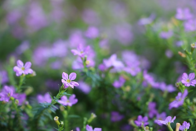 ハエシピホリア クンセ クフェア 庭の紫色の小さな花の形でぼやけている プレミアム写真
