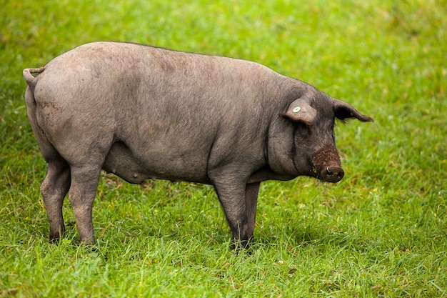 Premium Photo | Iberian pig grazing in the pasture