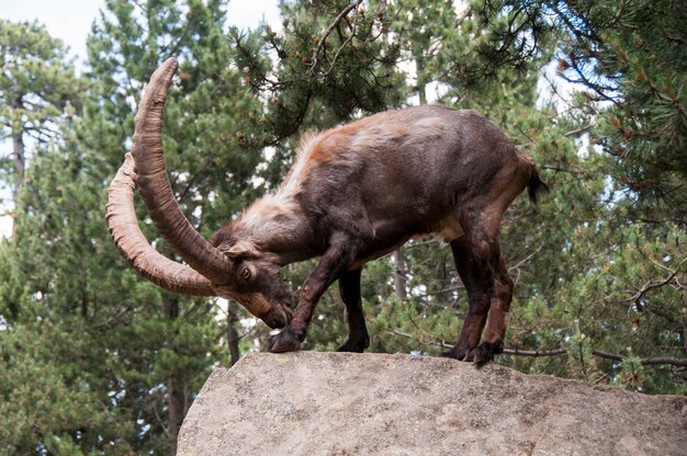 Premium Photo | An ibex standing on a rock