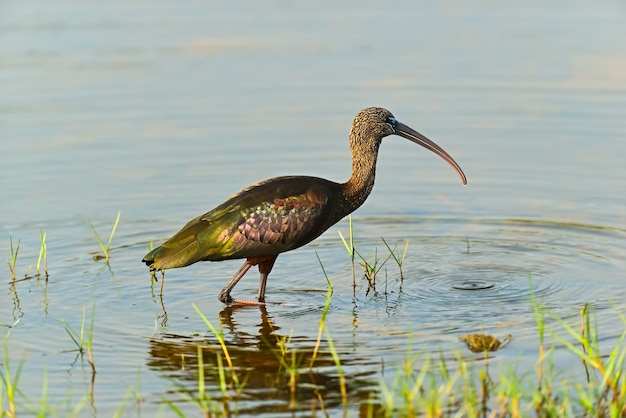 Premium Photo | Ibis in the wild on the island of sri lanka