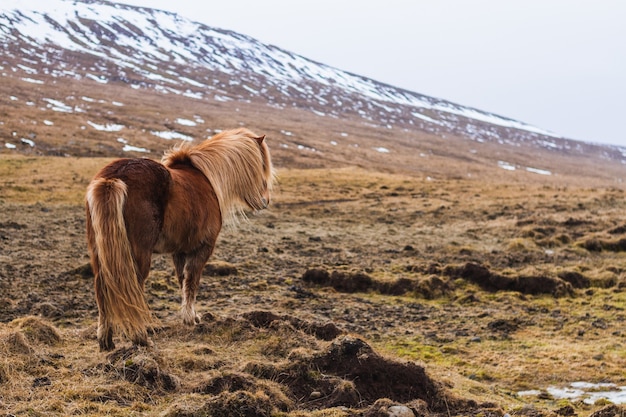 アイスランドのぼやけた雪に覆われたフィールドを歩くアイスランドの馬 無料の写真