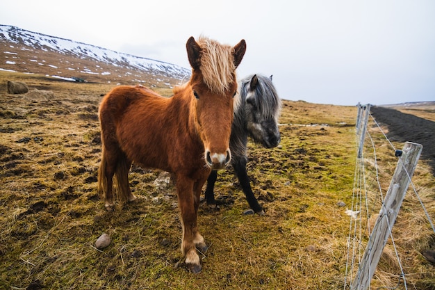 アイスランドの曇り空の下で草と雪に覆われたフィールドでアイスランドの馬 無料の写真