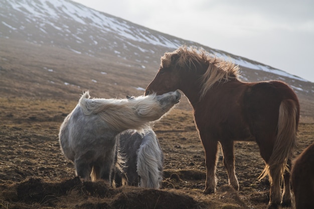 アイスランドの日光の下で雪と草に覆われたフィールドで遊ぶアイスランドの馬 無料の写真