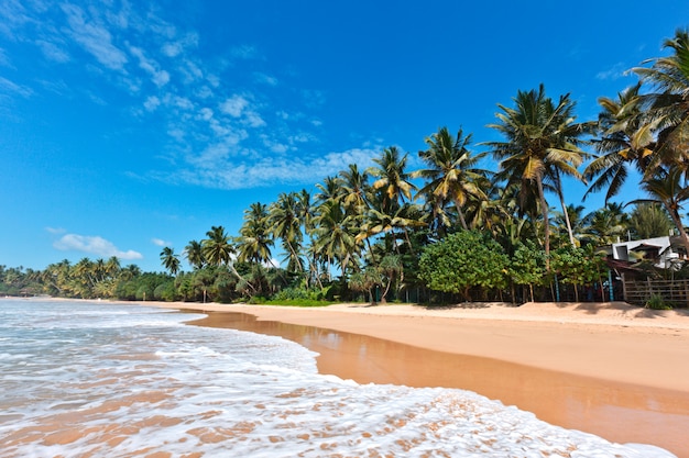 Premium Photo | Idyllic beach. sri lanka