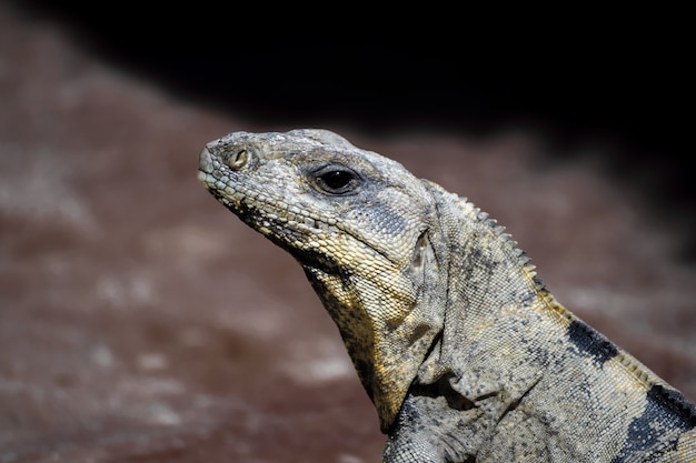 Premium Photo | Iguana close with fur details