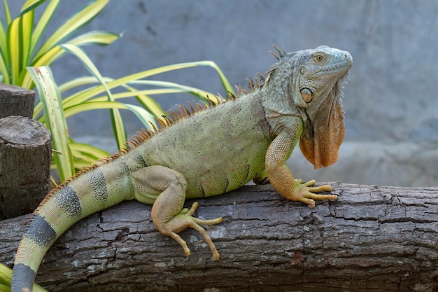 イグアナ Iguanidae 先史時代の爬虫類 プレミアム写真
