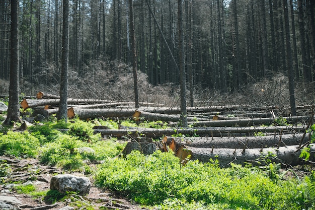 Premium Photo | Illegal logging.