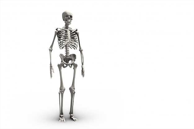 人間の骨格系の3 Dレンダリングのイラスト プレミアム写真