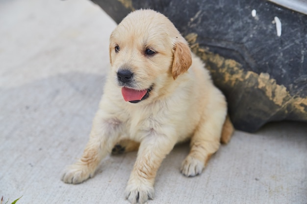 Premium Photo | Image of adorable golden retriever puppy panting on ...