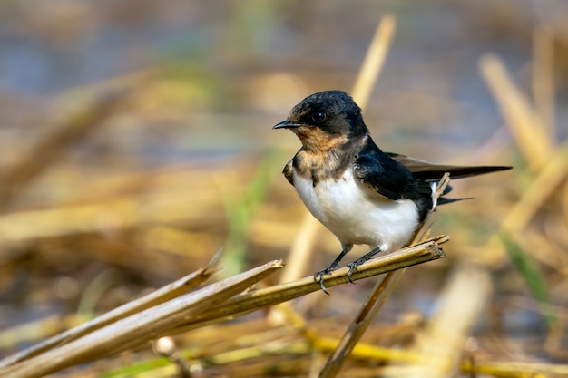 Image Of Barn Swallow Bird Hirundo Rustica Bird Animal