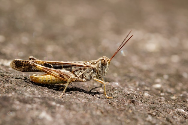 Premium Photo | Image of brown locust on the floor. insect. animal