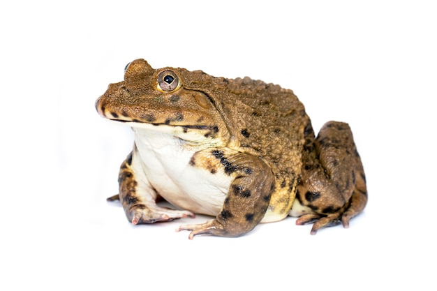 Premium Photo | Image of chinese edible frog, east asian bullfrog ...