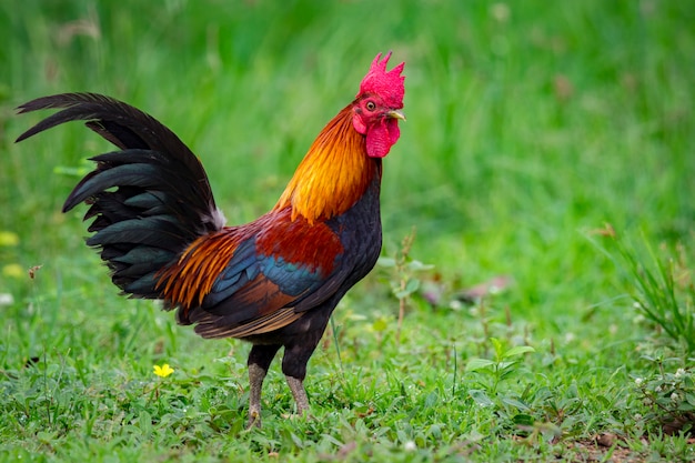 Premium Photo | Image of a cock in nature . farm animals.