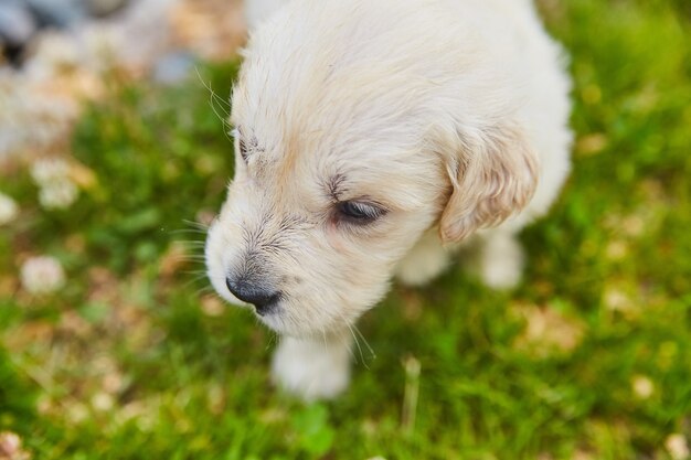 Premium Photo | Image of cute golden retriever from above in grass with ...