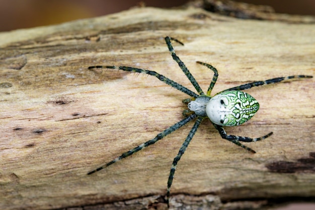 Premium Photo | Image Of Cyrtophora Moluccensis Spider(male)(doleschall ...