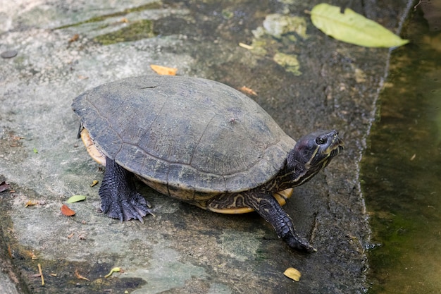 Premium Photo | Image of an eastern chicken turtle in thailand