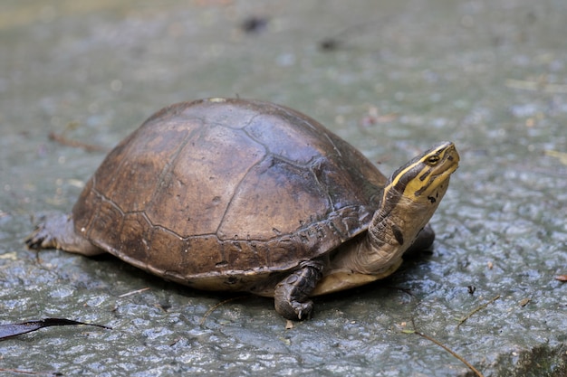 Premium Photo | Image of an eastern chicken turtle in thailand