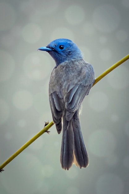 Premium Photo | Image of female black-naped monarch bird (hypothymis ...