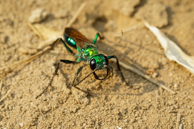 Premium Photo | Image of jewel wasp or emerald cockroach wasp (ampulex ...