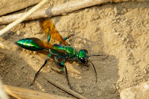 Premium Photo | Image of jewel wasp or emerald cockroach wasp (ampulex ...