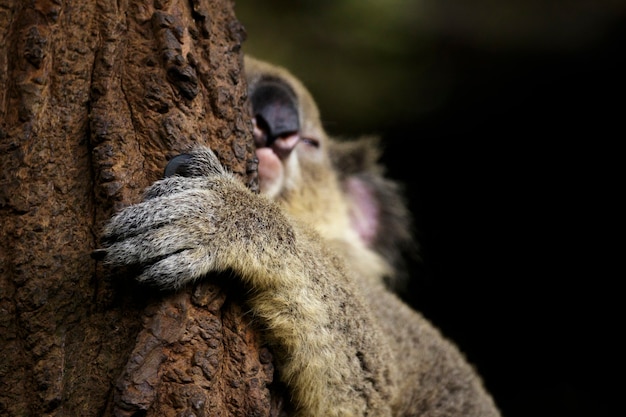 Premium Photo Image Of A Koala Bear Sleep Focus On Hand On Tree