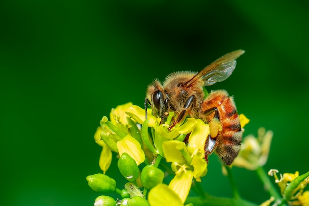 花の上の蜂やミツバチの画像は蜜を収集します 花粉に金色のミツバチ テキストにスペースをぼかします プレミアム写真