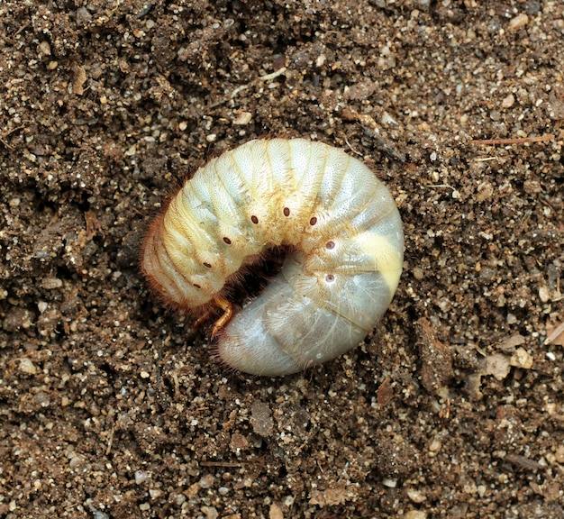 地上のカブトムシの幼虫の画像 プレミアム写真