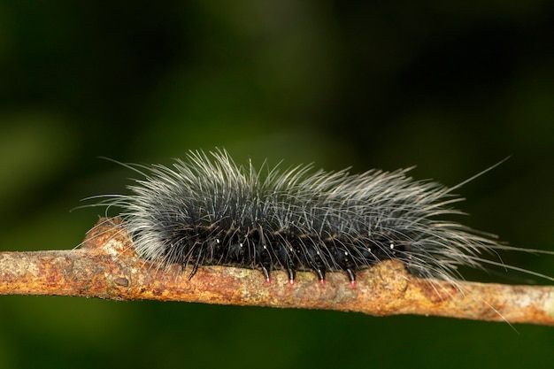 枝に白い髪の黒い毛虫 Eupterote Tetacea の画像 虫 動物 プレミアム写真