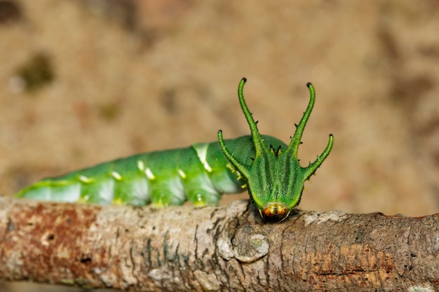 一般的なナワブ蝶 Polyura Athamas のキャタピラーまたは自然にドラゴン頭のキャタピラーのイメージ 昆虫 動物 プレミアム写真