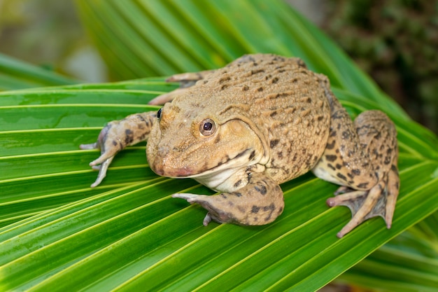 中国の食用カエル 東アジアのウシガエル 緑の葉の上の台湾のカエル Hoplobatrachus Rugulosus のイメージ 両生類 動物 プレミアム写真