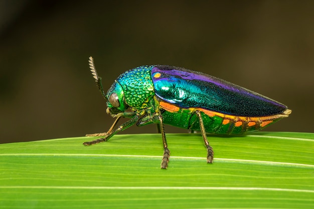 緑の葉の上の緑の足の金属カブトムシまたはジュエルカブトムシまたは金属の木材ボーリングのカブトムシのイメージ プレミアム写真