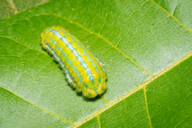 緑の葉の緑のcatの毛虫のイメージ 昆虫 動物 プレミアム写真