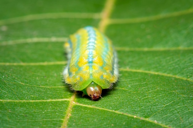 緑の葉の緑のcatの毛虫のイメージ 昆虫 動物 プレミアム写真