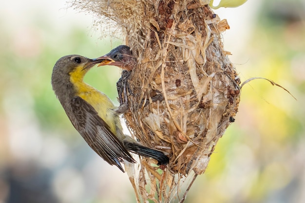 紫のサンバードが鳥の巣で赤ちゃんの鳥に餌をやる画像 鳥 プレミアム写真