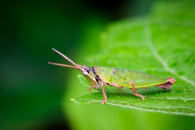 自然の斜め顔または派手なバッタの画像 昆虫 動物 プレミアム写真