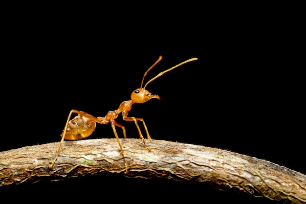 Premium Photo | Image of red ant(oecophylla smaragdina) on the branch ...