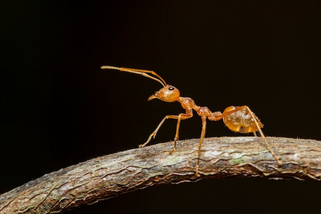 Premium Photo | Image of red ant(oecophylla smaragdina) on the branch ...