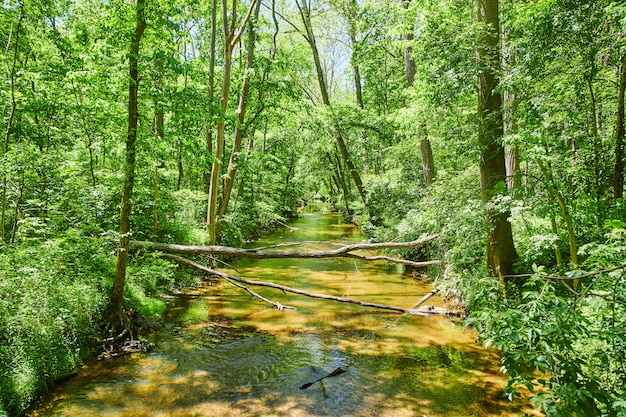 Premium Photo | Image of river in country with lush green forest and ...