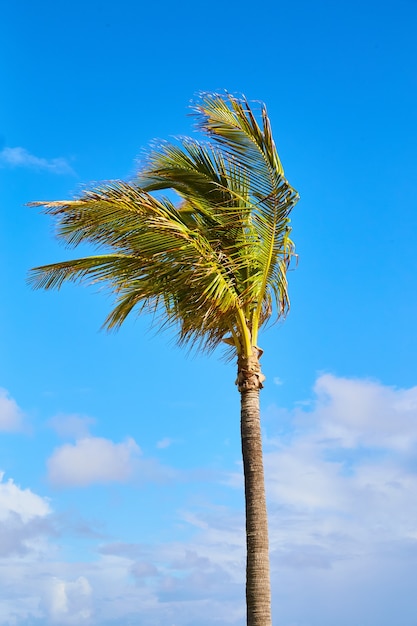 Premium Photo | Image of vertical of palm tree alone against blue sky