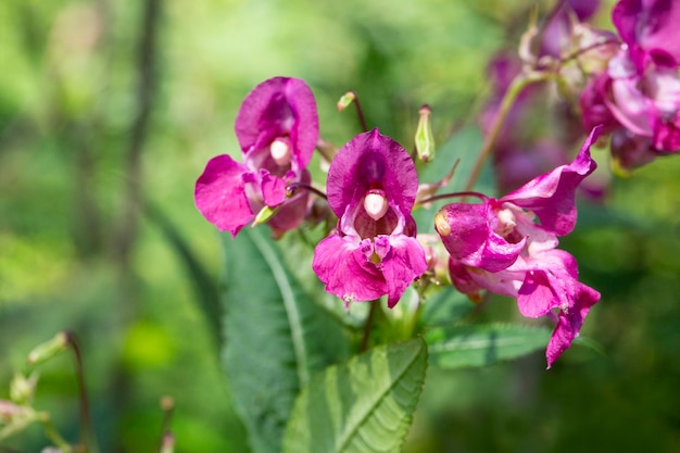 Premium Photo | Impatiens nolitangere touchmenot balsam flower in the ...