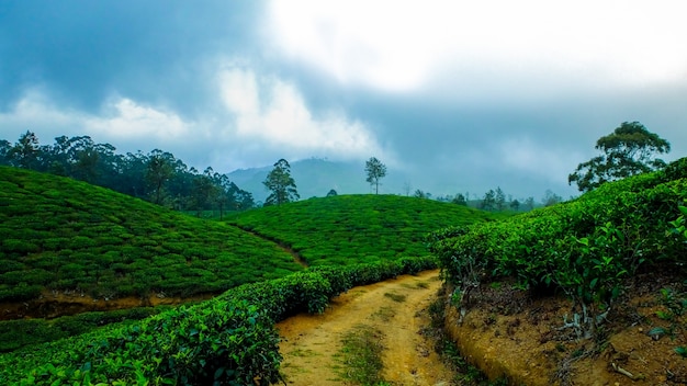 Free Photo | India woods hill station fog coffee