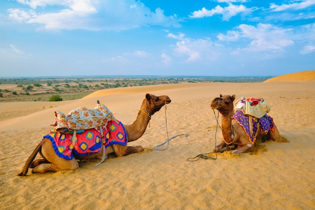 Indian camel in sand dunes of thar desert on sunset ...