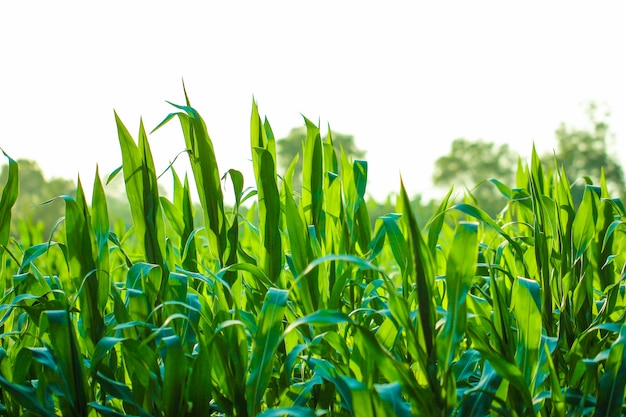 Premium Photo | Indian corn field, indian agriculture