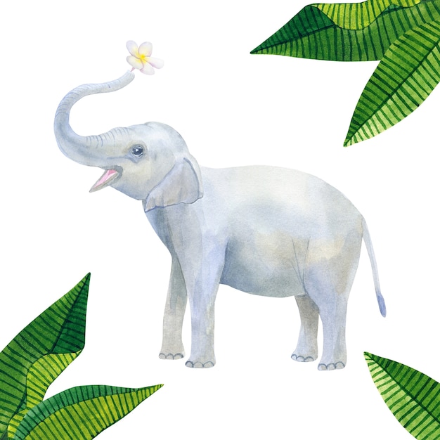 インドのかわいい象の赤ちゃんは白い花を持っています フランジパニまたはプルメリアと緑の熱帯の葉 手描きの水彩イラスト 孤立 プレミアム写真