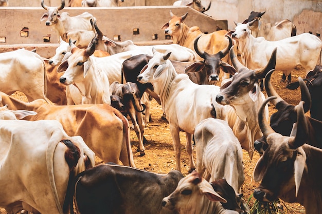 Indian dairy farming, indian cattle | Premium Photo