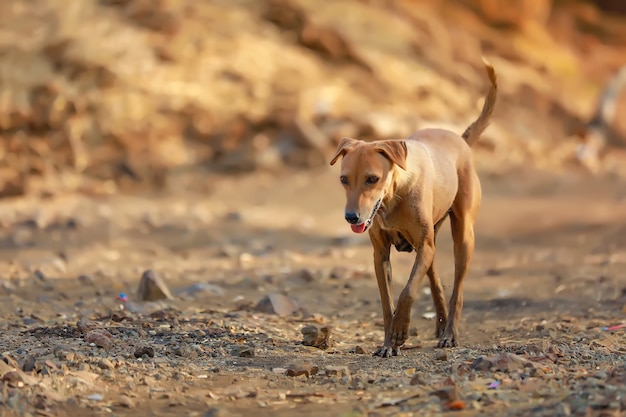 通りで食べ物を探しているインドの犬 プレミアム写真