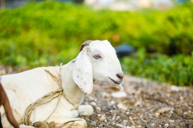 Premium Photo Indian Goat At Field Rural India