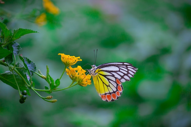 Premium Photo | Indian jezebel butterfly